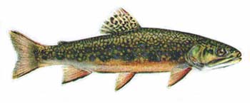 Speckeled trout.jpg